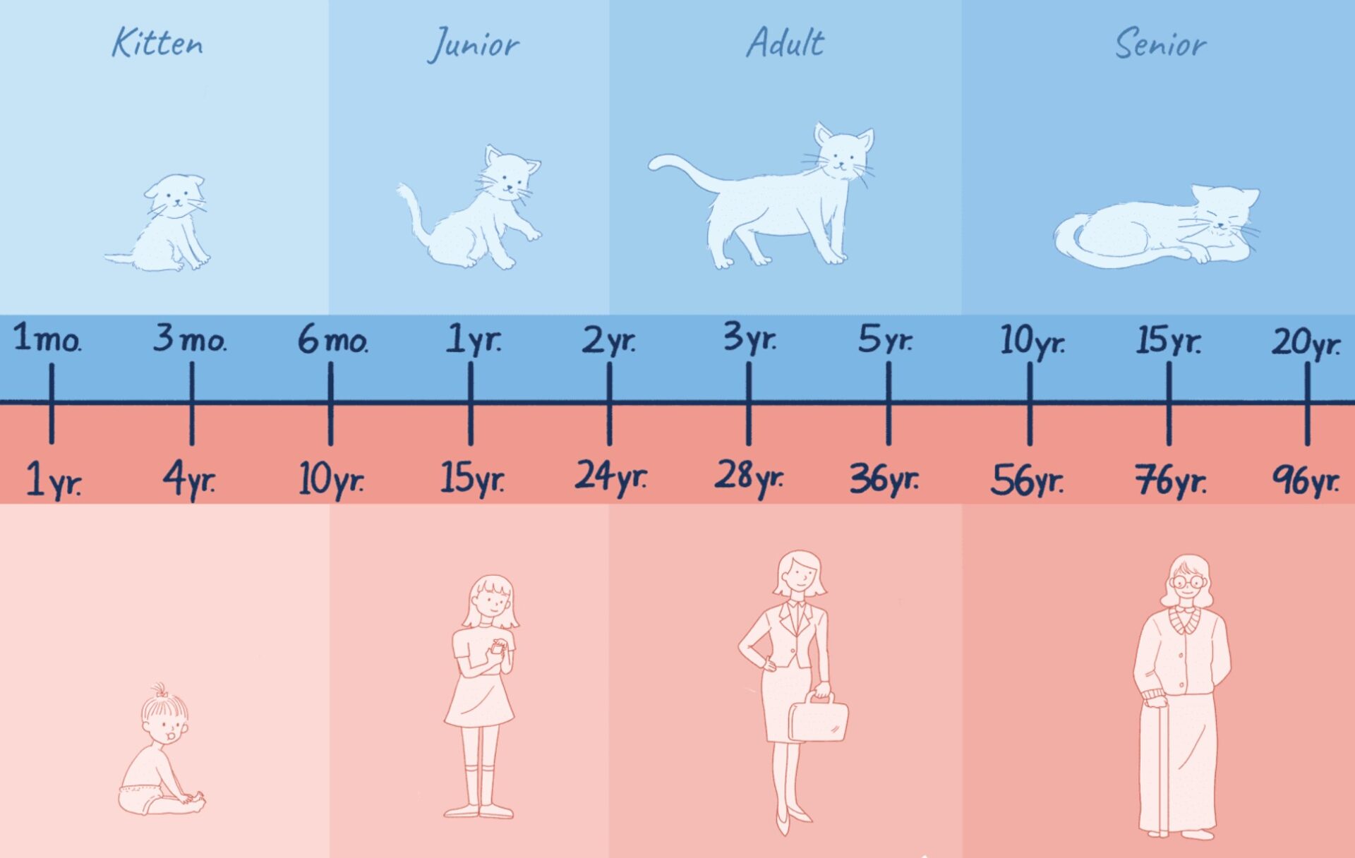 Самой то сколько лет. Кошачий Возраст. Возраст кошки по человеческим меркам таблица. Таблица возраста котов. Кошачий Возраст на человеческий таблица.